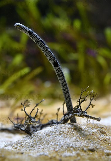 Spotted garden eel