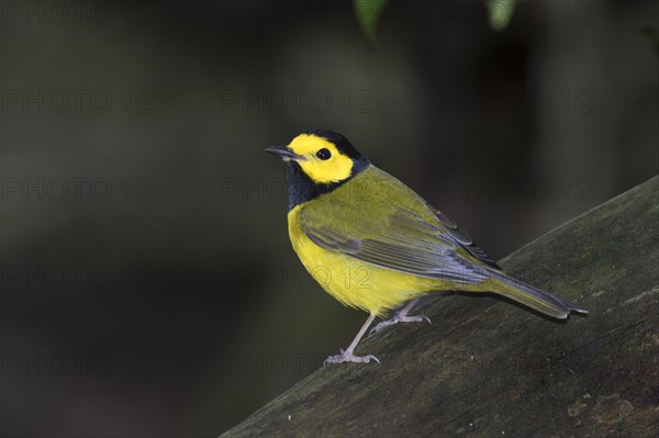 Hooded warbler