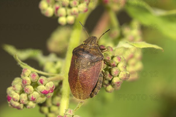 Tortoise bug