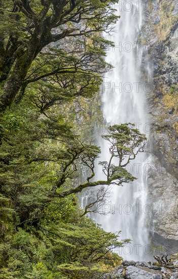 Branch of a tree in front of waterfall