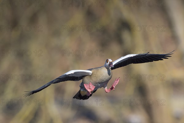 Egyptian Goose