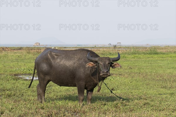 Water buffalo