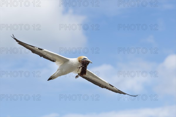 Australasian gannet