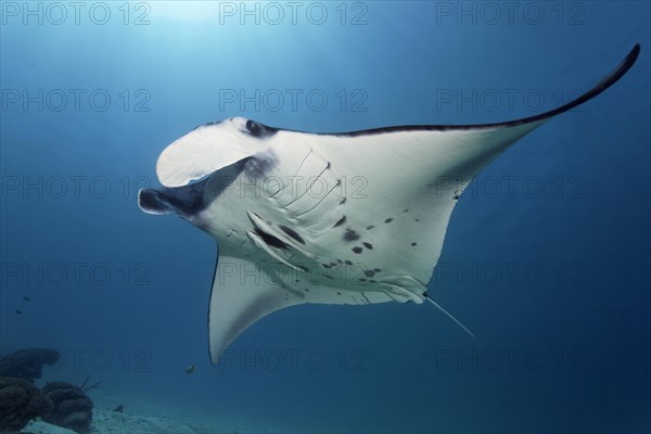 Reef manta ray