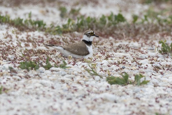 Little ringed plover