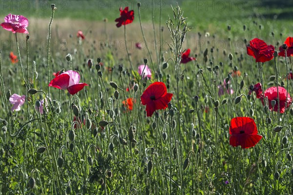 Flowering corn poppies