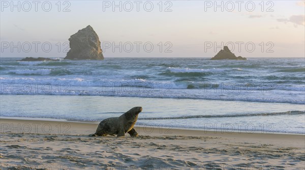 New Zealand sea lion