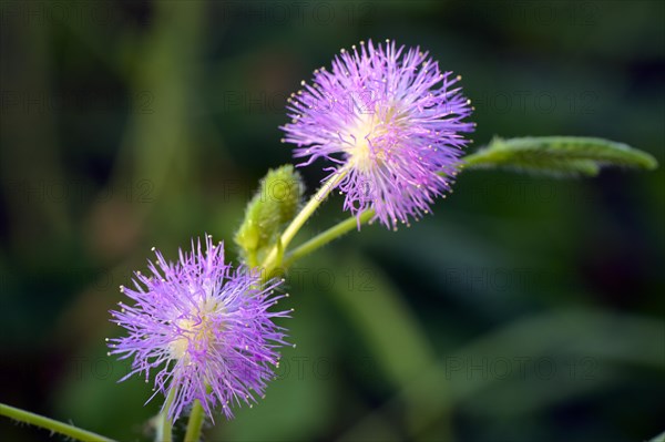 Flowers of sensitive plant