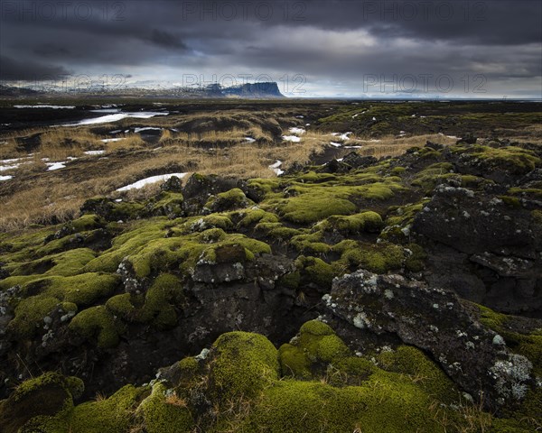 Moss-covered lava rock