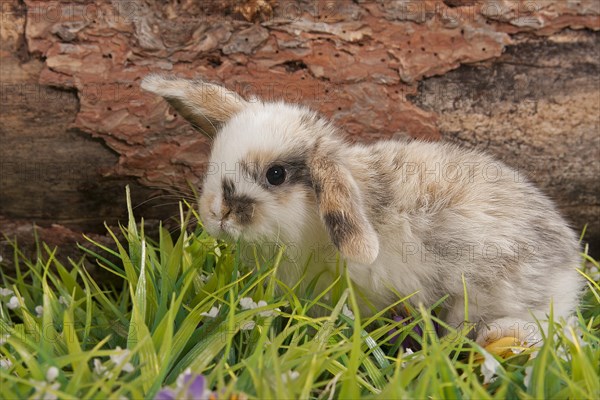 Young multicolored dwarf rabbit