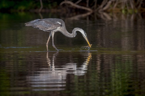 Cocoi heron