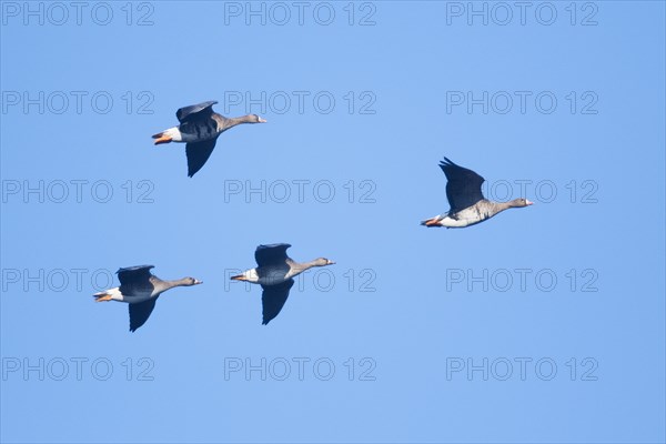 Greater white-fronted geese