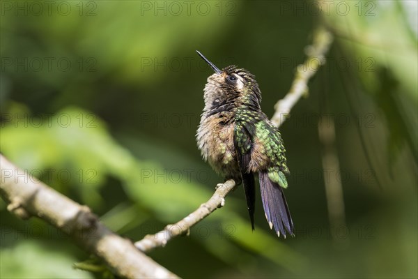 Speckled Hummingbird