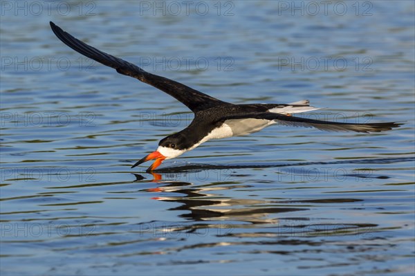 Black Skimmer