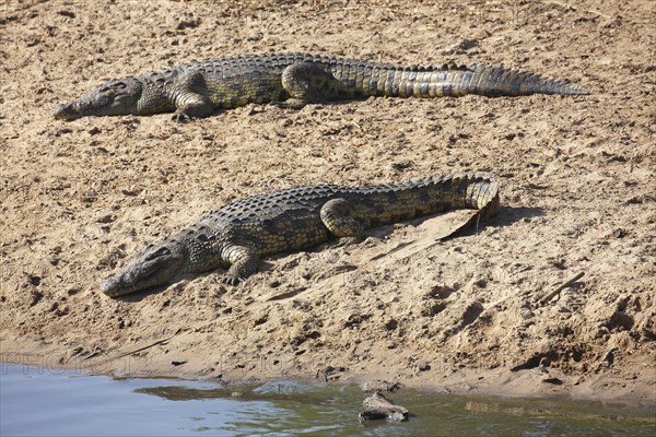 Nile crocodiles