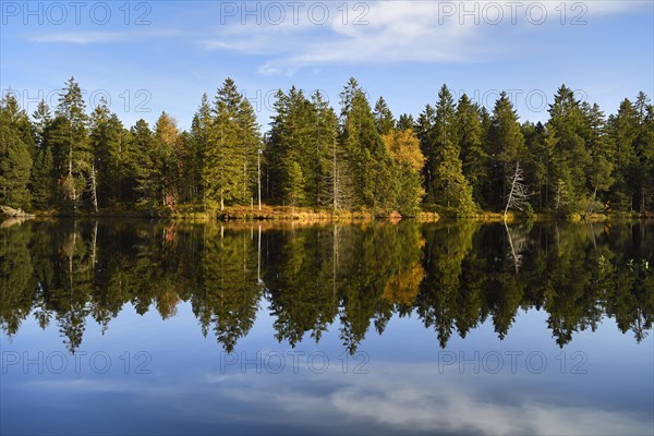 Trees reflected in lake