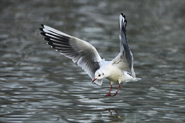 Black-headed gull