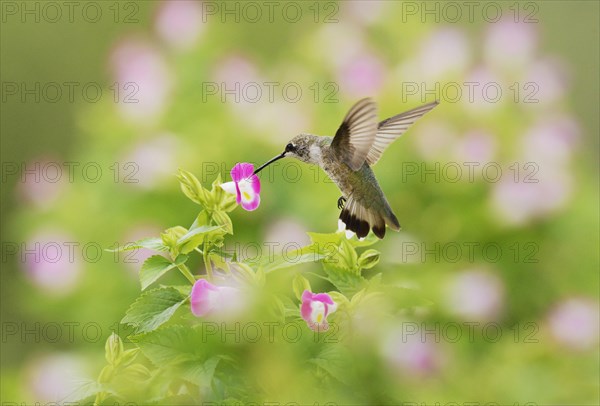 Ruby-throated Hummingbird