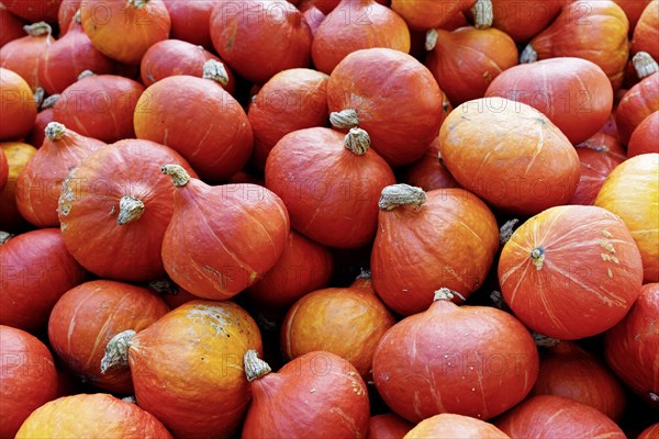 Red kuri squash