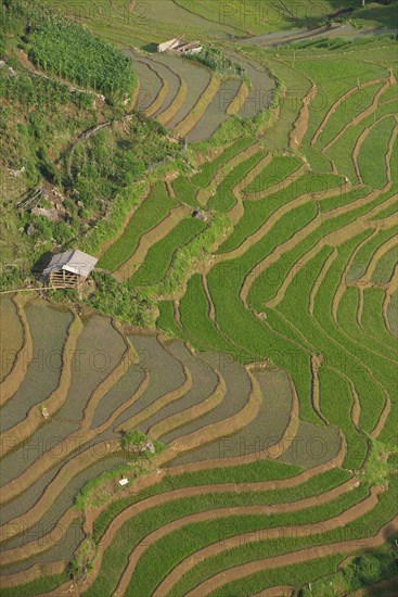 Green rice terraces