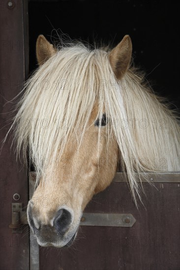 Iceland horse