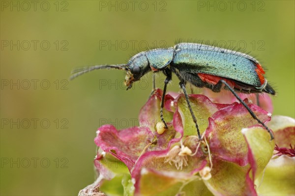 Malachite beetle