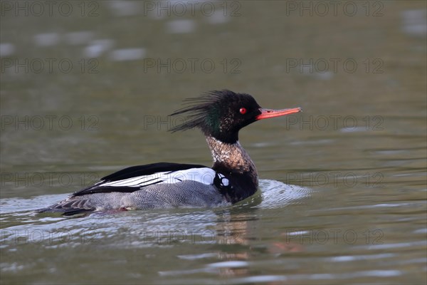 Red-breasted merganser