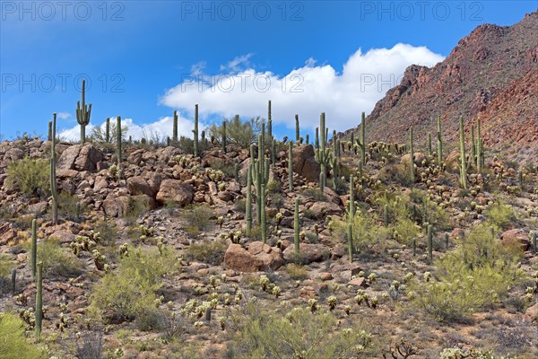 Saguaro Cacti