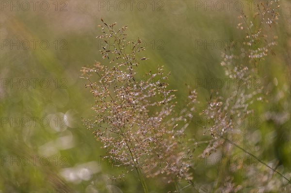 Hairgrass