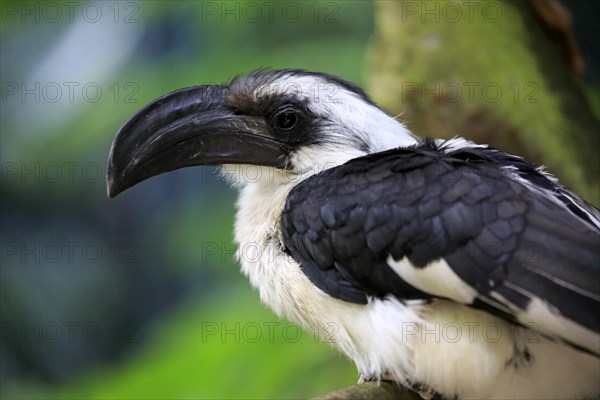 Von der Decken's hornbill