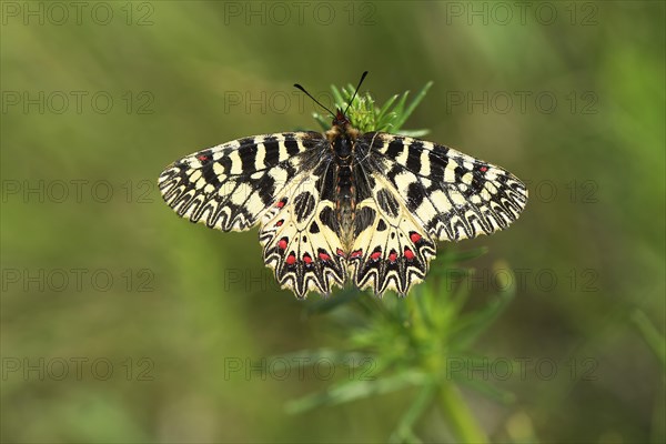 Southern festoon