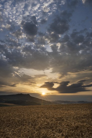 Barley field in the evening sun with the Hohenstoffeln Volcano