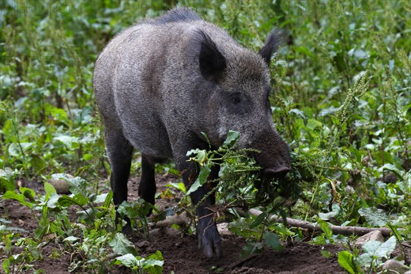 Wild boar