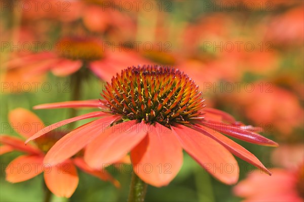 Echinacea Sombrero Adobe Orange Coneflower in summer