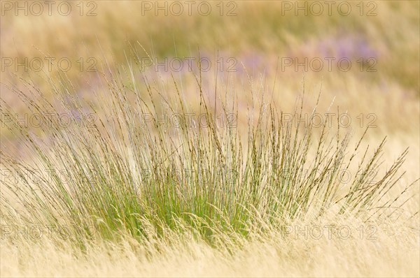 Moor-grass