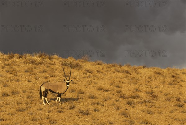Gemsbok