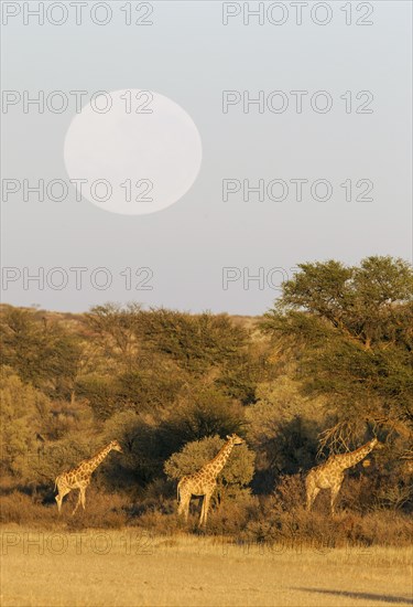 Southern Giraffes