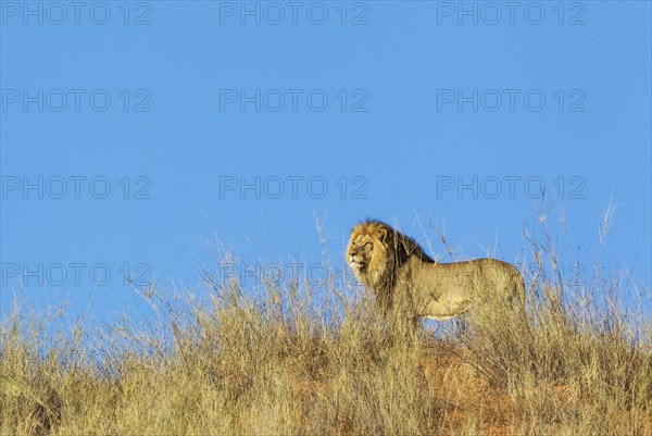 Black-maned Lion