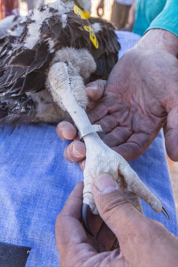 Nubian Vulture