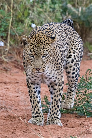 Leopard