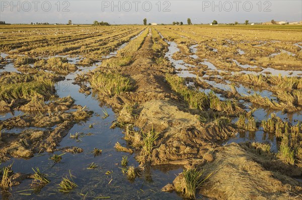 Desolated rice field