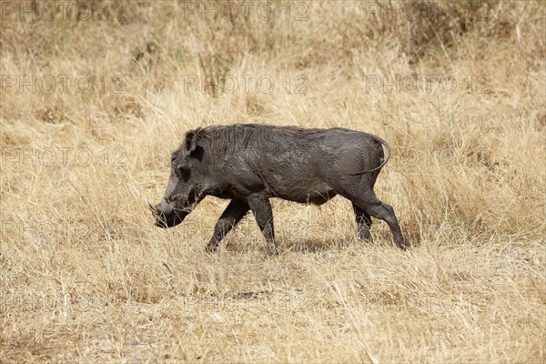 Mud covered warthog