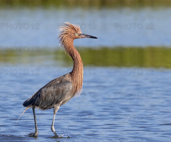 Reddish Egret