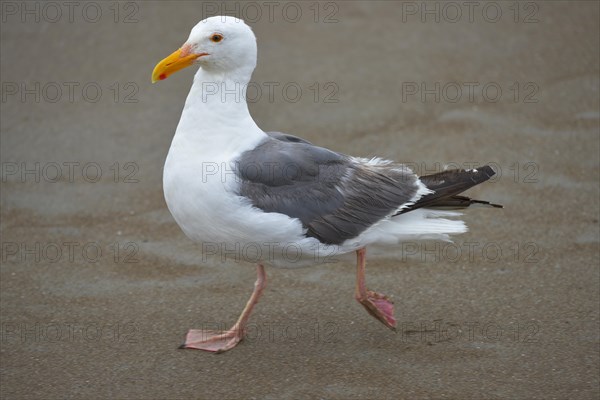 American herring gull