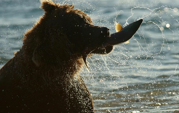 Brown bear