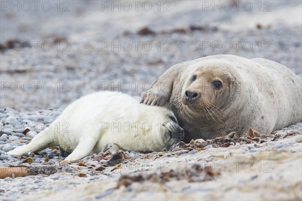 Grey seal