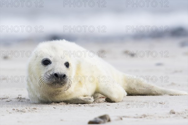 Newborn gray seal