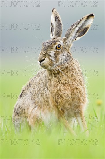 European hare