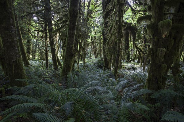 Vegetation with ferns on Kestner Homestead Trail