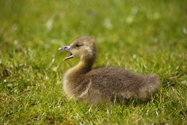 Greylag goose